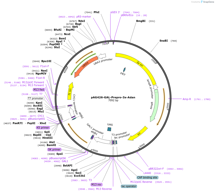 181733-plasmid-map-sequence-id-431125