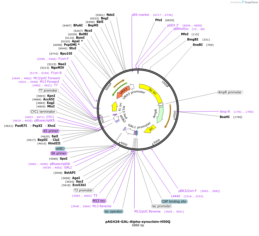 181724-plasmid-map-sequence-id-431239