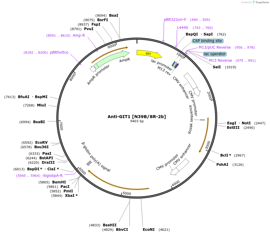 219477-plasmid-map-sequence-id-431244