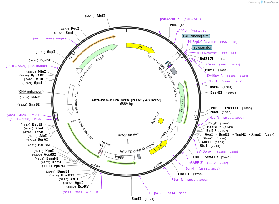219490-plasmid-map-sequence-id-431247