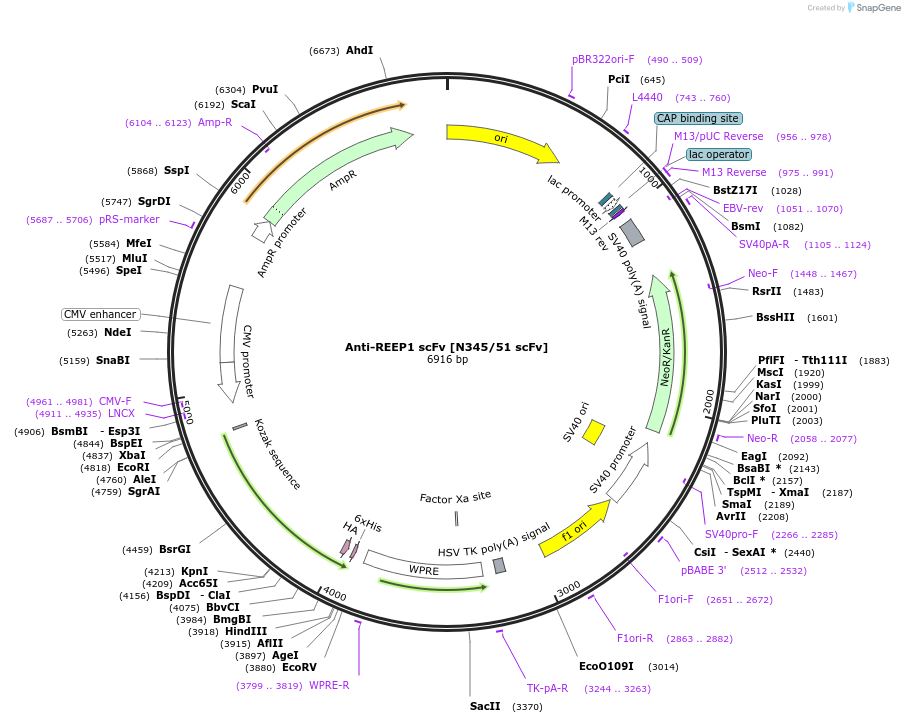 219493-plasmid-map-sequence-id-431250