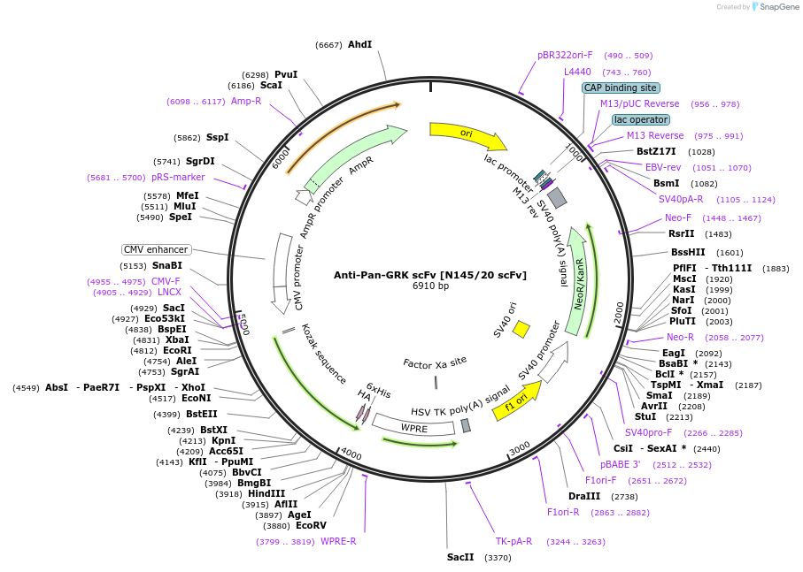 219496-plasmid-map-sequence-id-431251