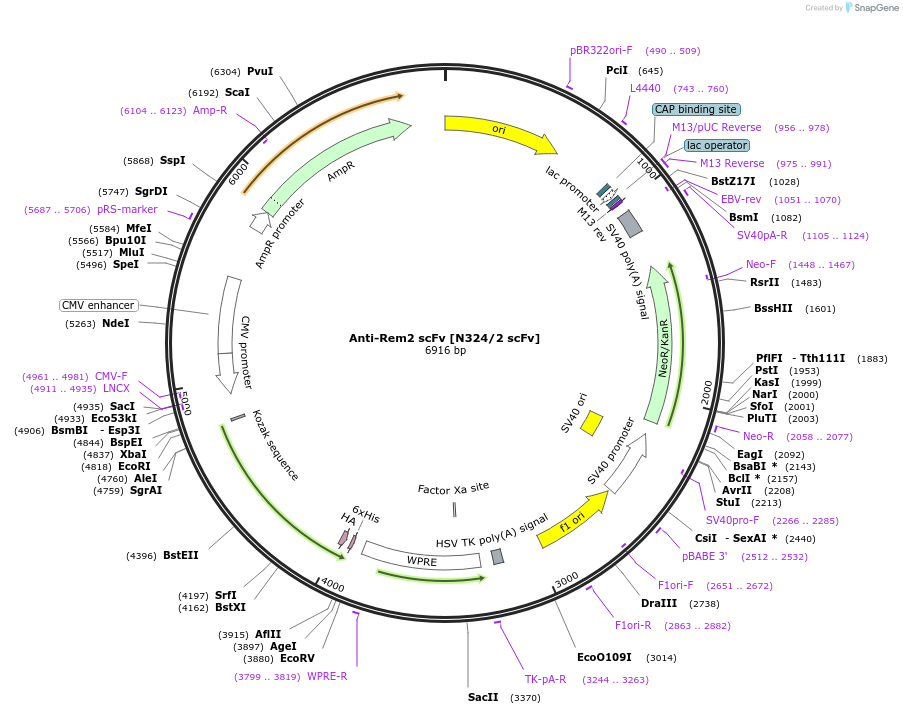 219491-plasmid-map-sequence-id-431252