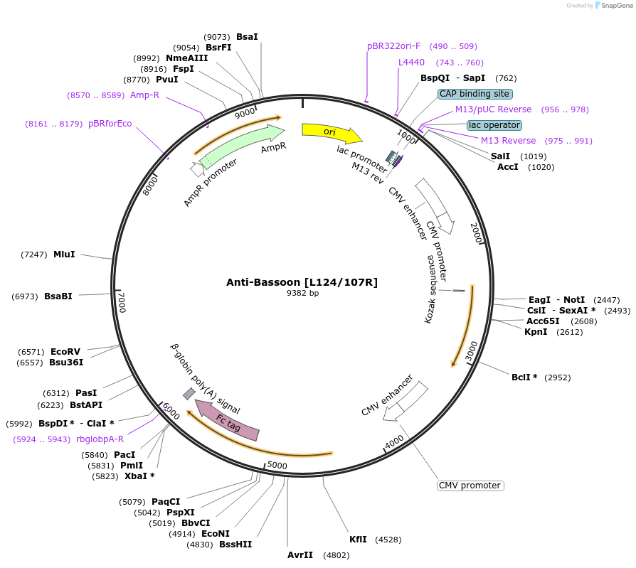 219452-plasmid-map-sequence-id-431256