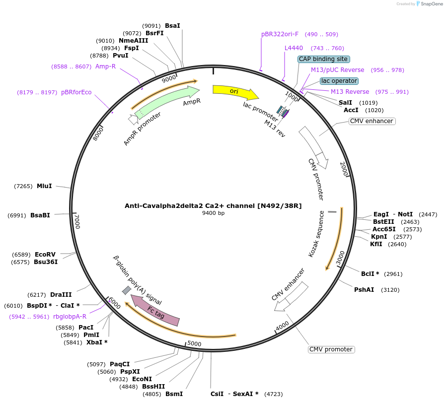 219470-plasmid-map-sequence-id-431257