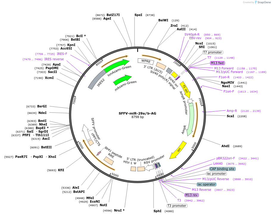 431271_map
