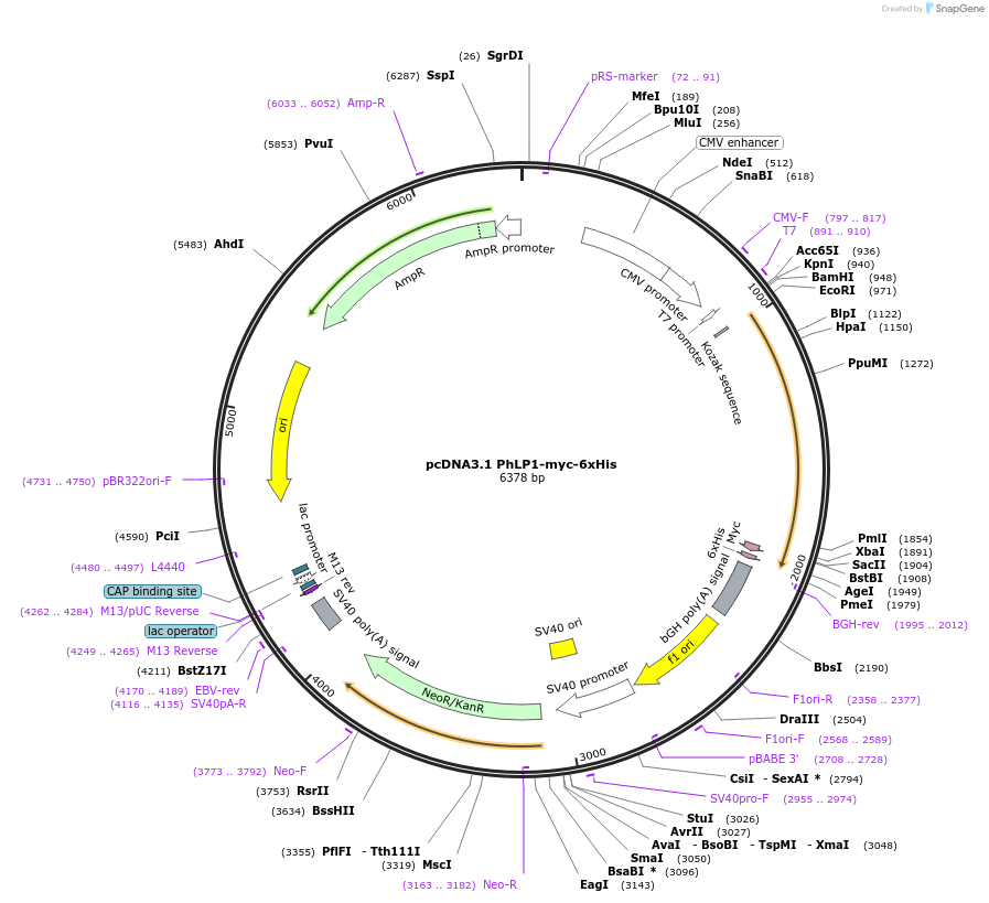 218176-plasmid-map-sequence-id-431281
