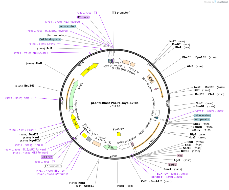 218178-plasmid-map-sequence-id-431285