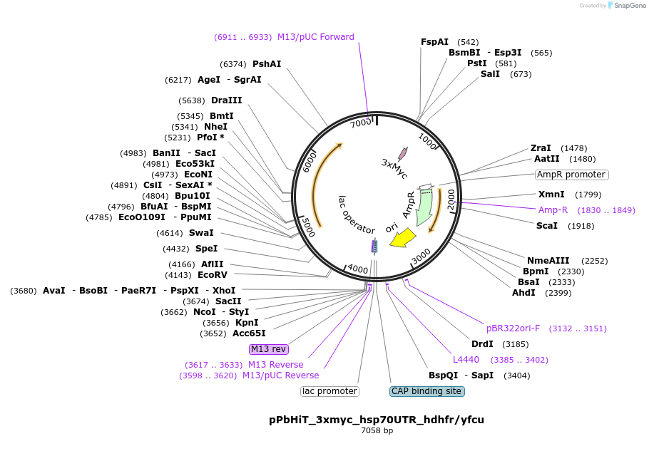 216421-plasmid-map-sequence-id-431291