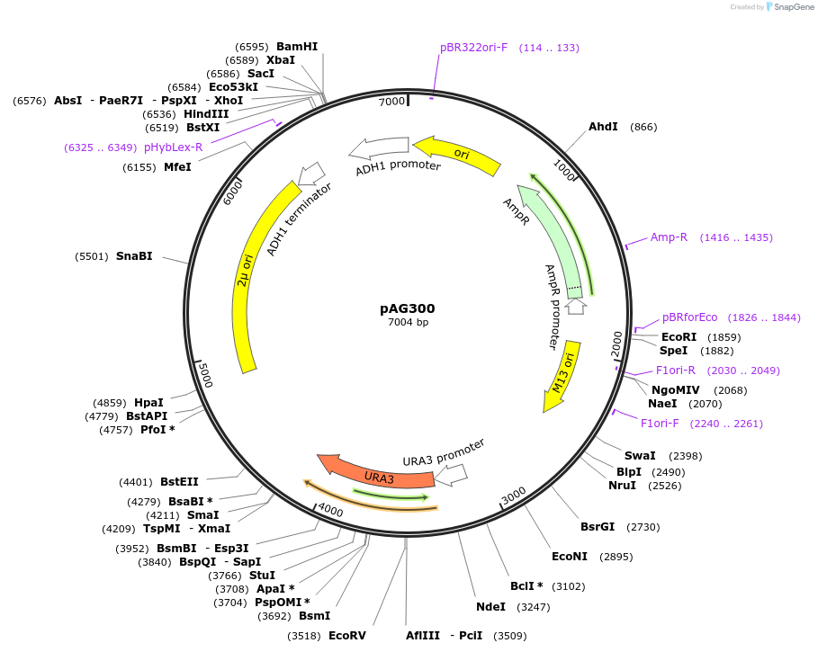 19363-plasmid-map-sequence-id-431292