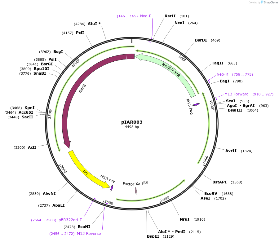 217018-plasmid-map-sequence-id-431360