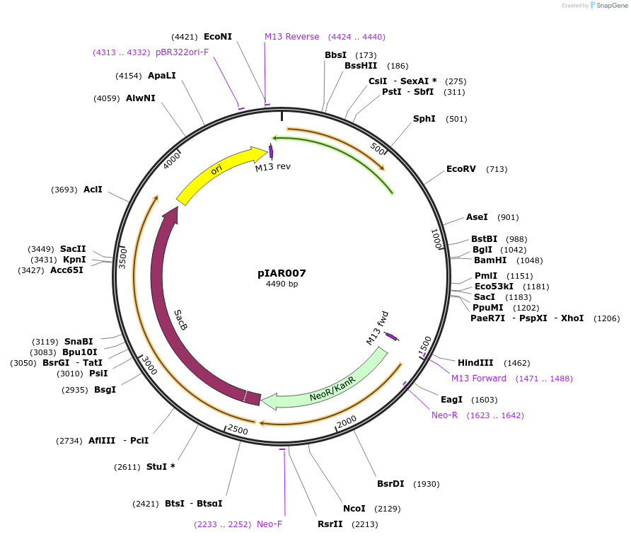 217022-plasmid-map-sequence-id-431366
