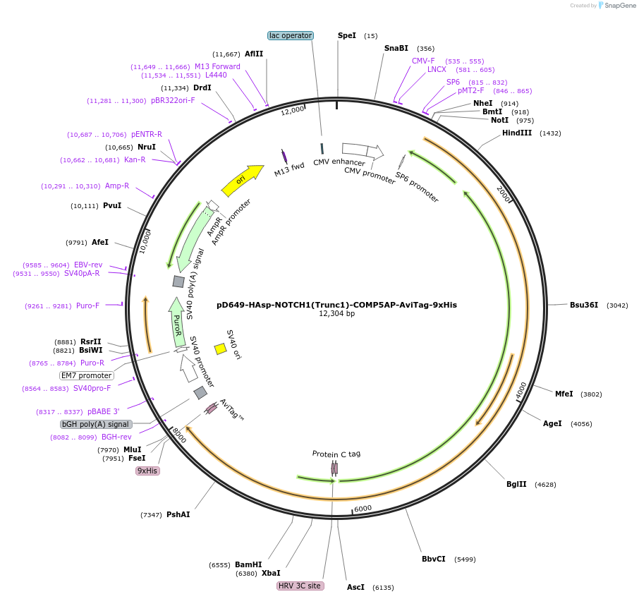 157612-plasmid-map-sequence-id-431375
