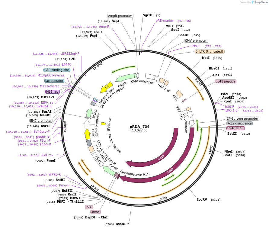 216097-plasmid-map-sequence-id-431413