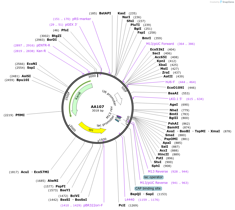 215936-plasmid-map-sequence-id-431416