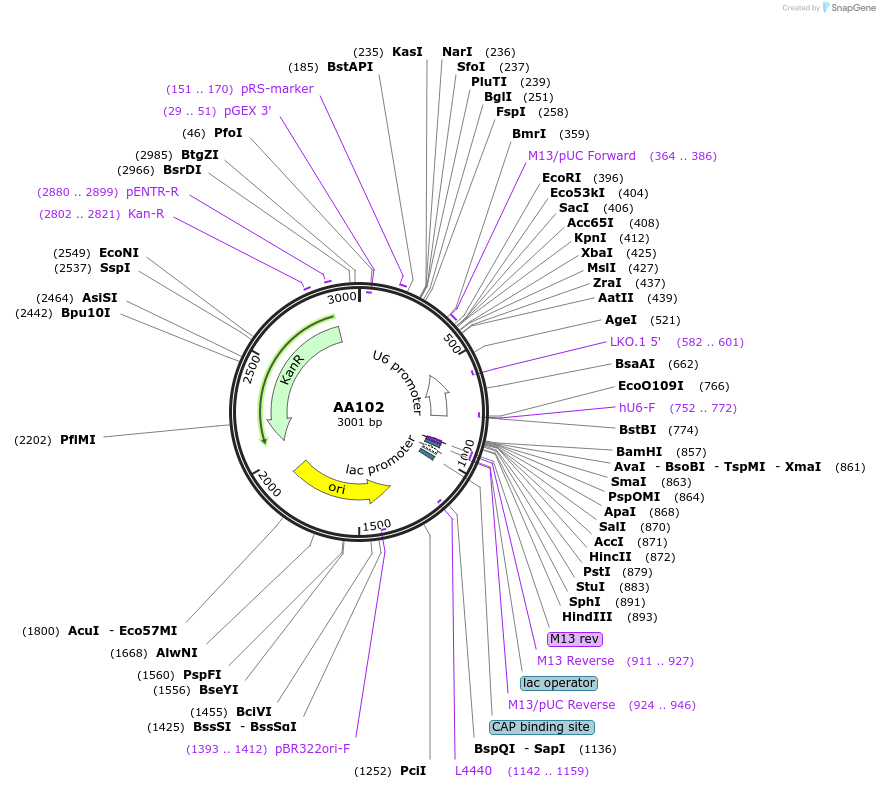 215935-plasmid-map-sequence-id-431435