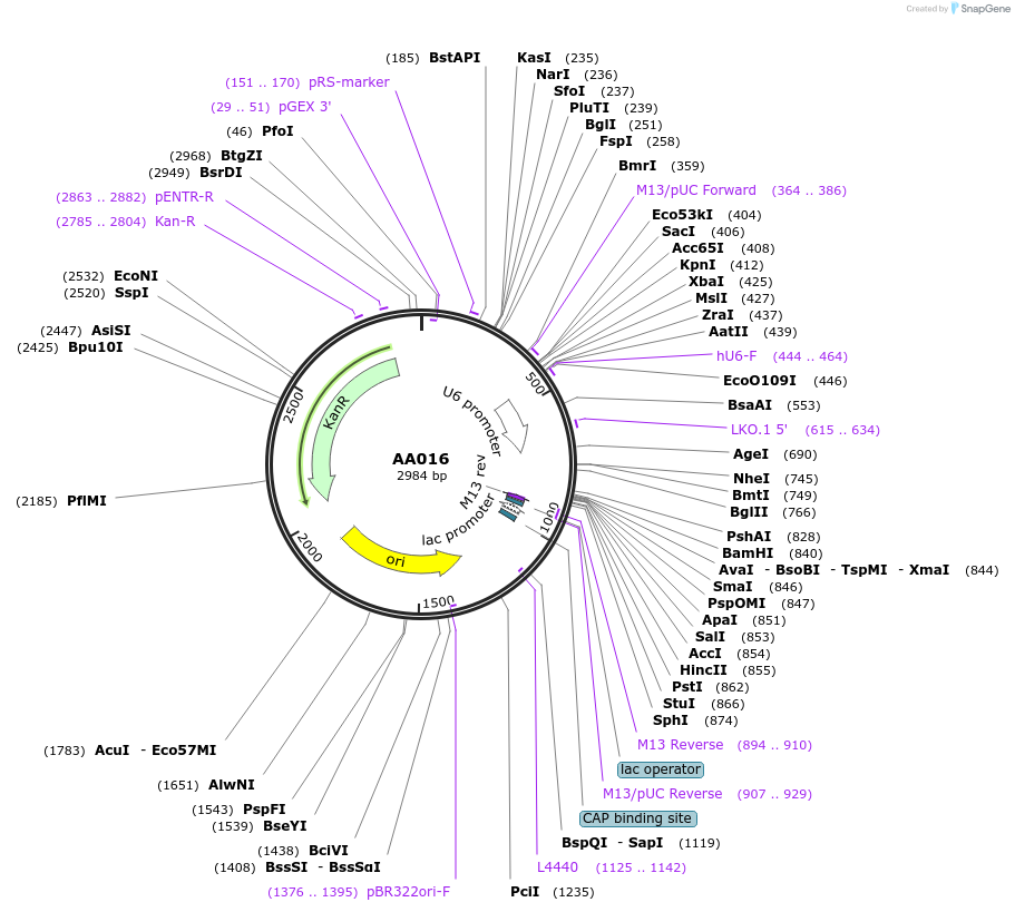 215927-plasmid-map-sequence-id-431438