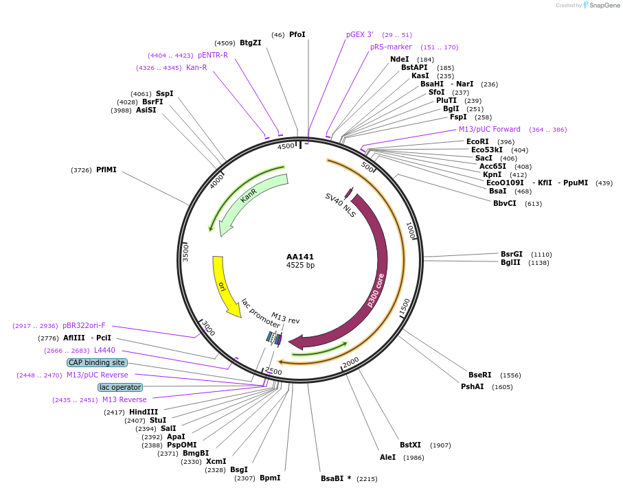 216045-plasmid-map-sequence-id-431440