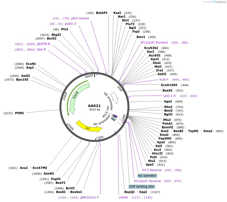 215929-plasmid-map-sequence-id-431458