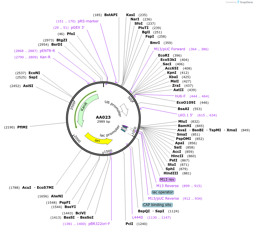 215931-plasmid-map-sequence-id-431459