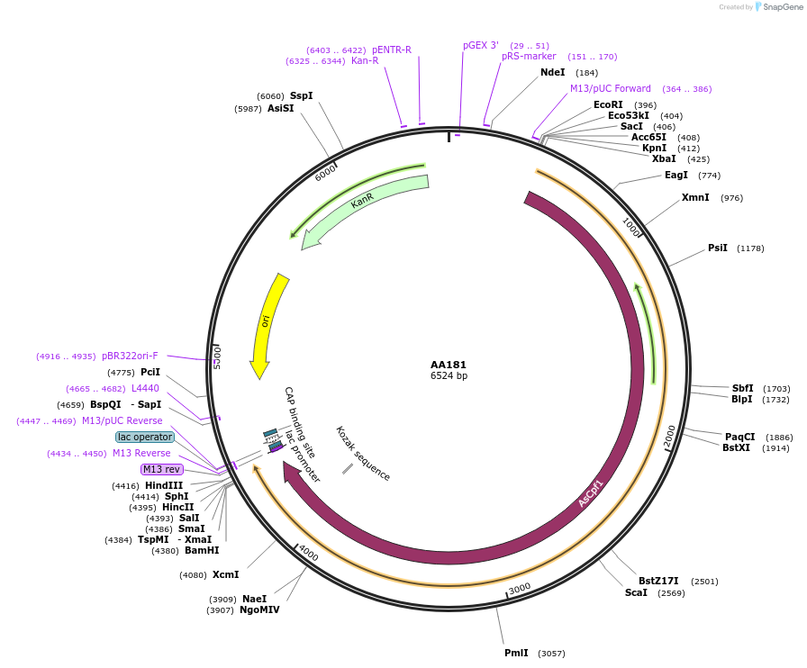 216024-plasmid-map-sequence-id-431470