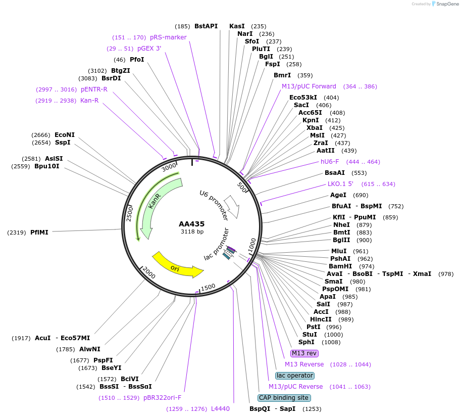 215962-plasmid-map-sequence-id-431471