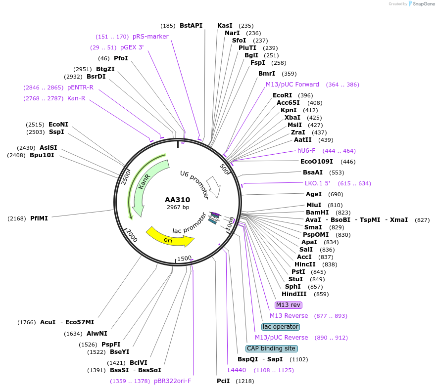 215950-plasmid-map-sequence-id-431492