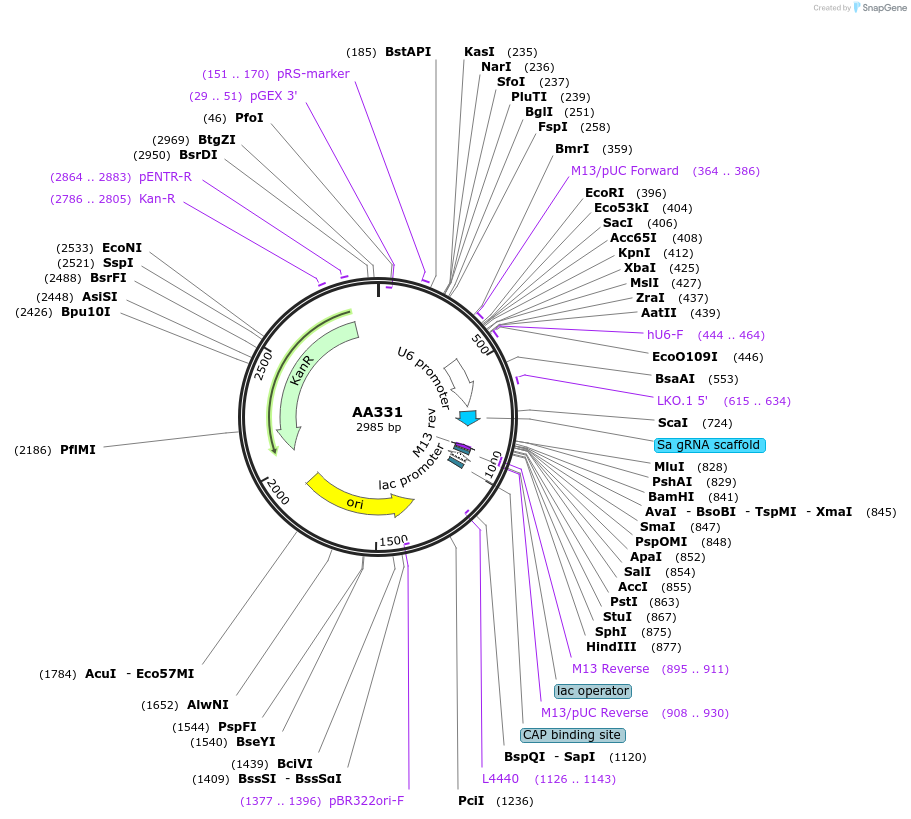 215954-plasmid-map-sequence-id-431493