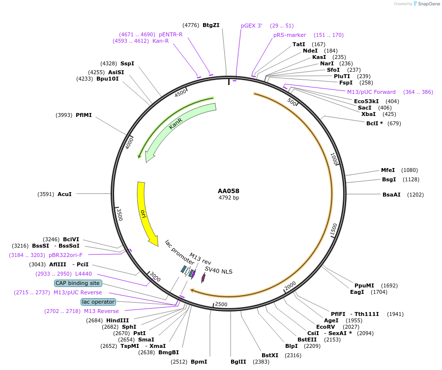 216040-plasmid-map-sequence-id-431496