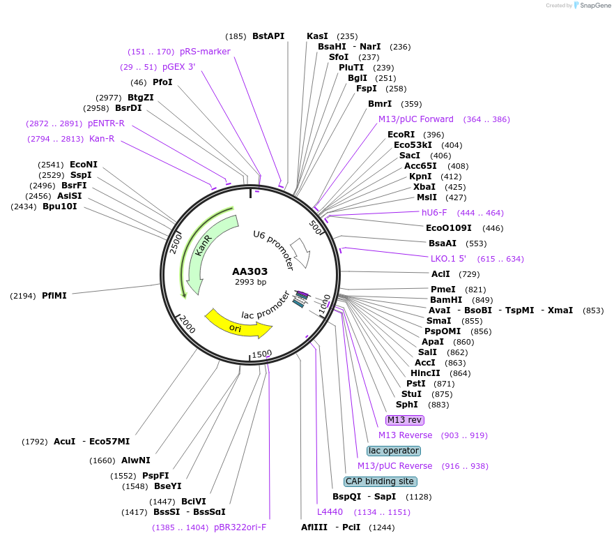431513_map