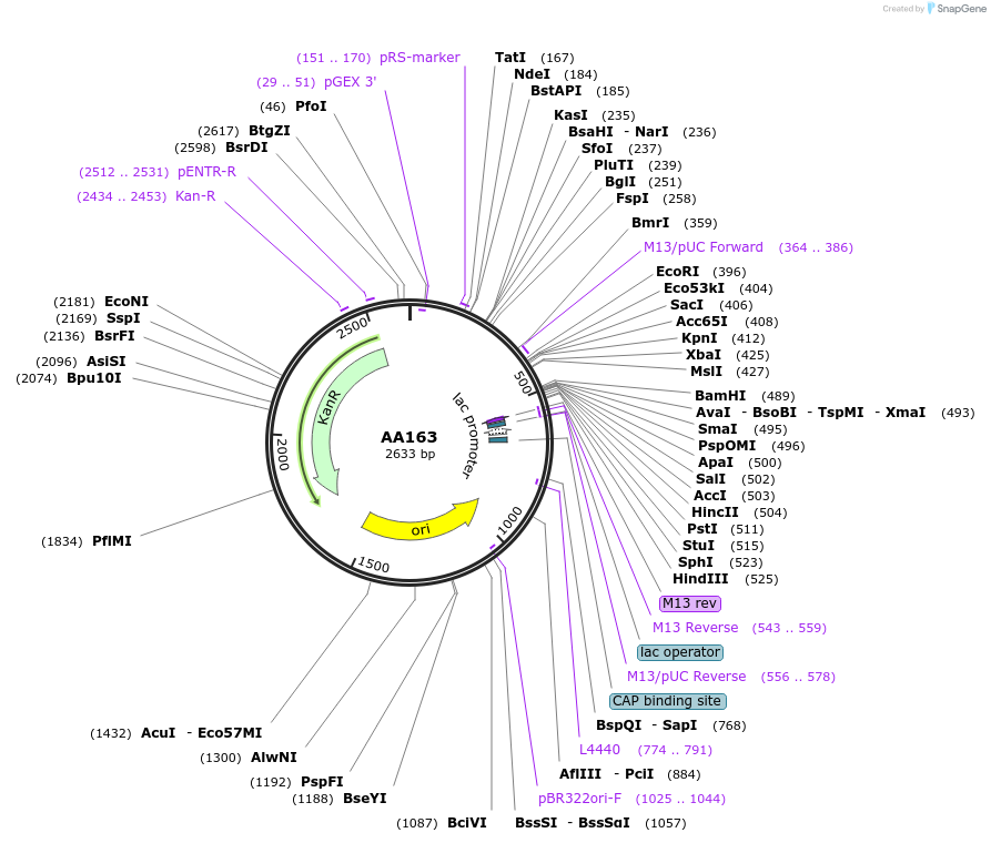 431515_map