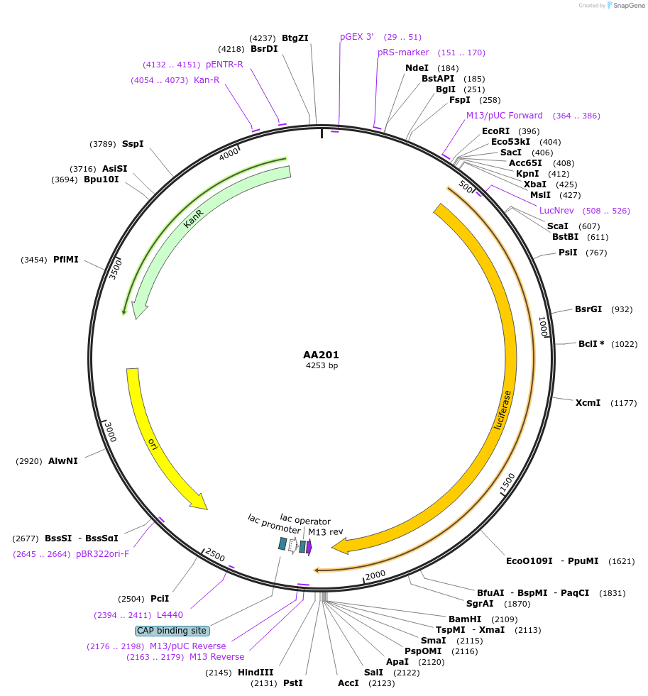 216026-plasmid-map-sequence-id-431536