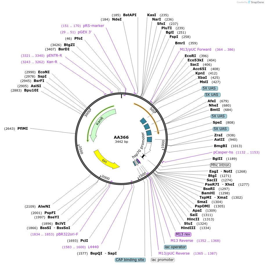 215970-plasmid-map-sequence-id-431545