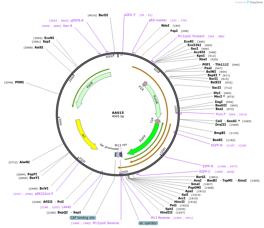 431548_map