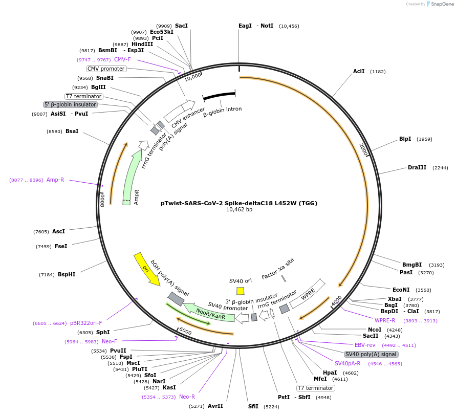 212560-plasmid-map-sequence-id-431574