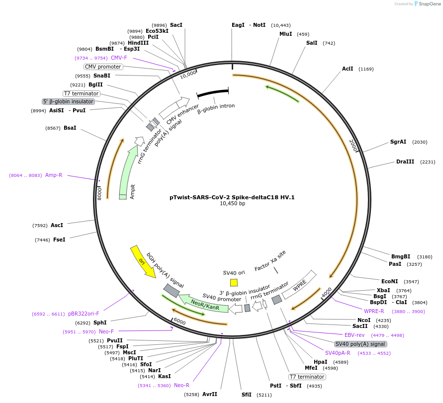 212573-plasmid-map-sequence-id-431582