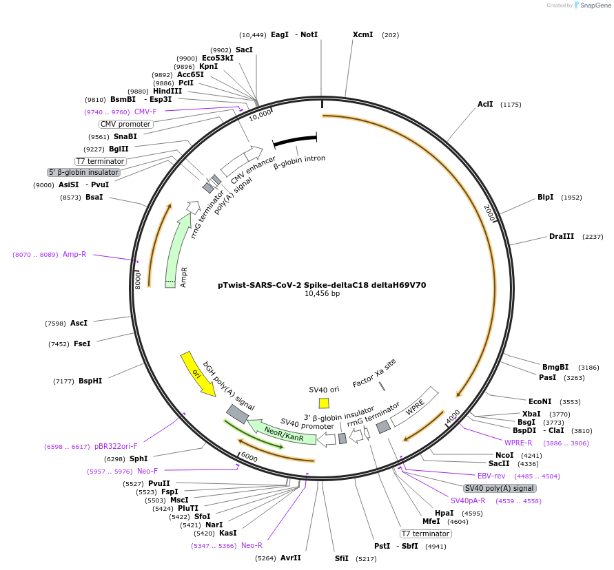 212336-plasmid-map-sequence-id-431588