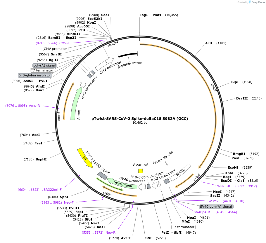 212342-plasmid-map-sequence-id-431593