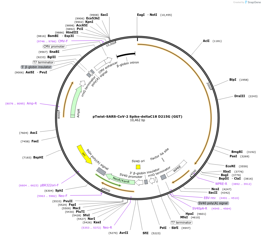 212345-plasmid-map-sequence-id-431595