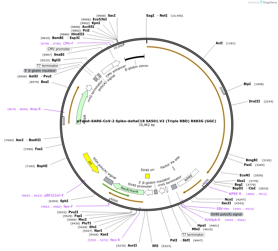212387-plasmid-map-sequence-id-431626