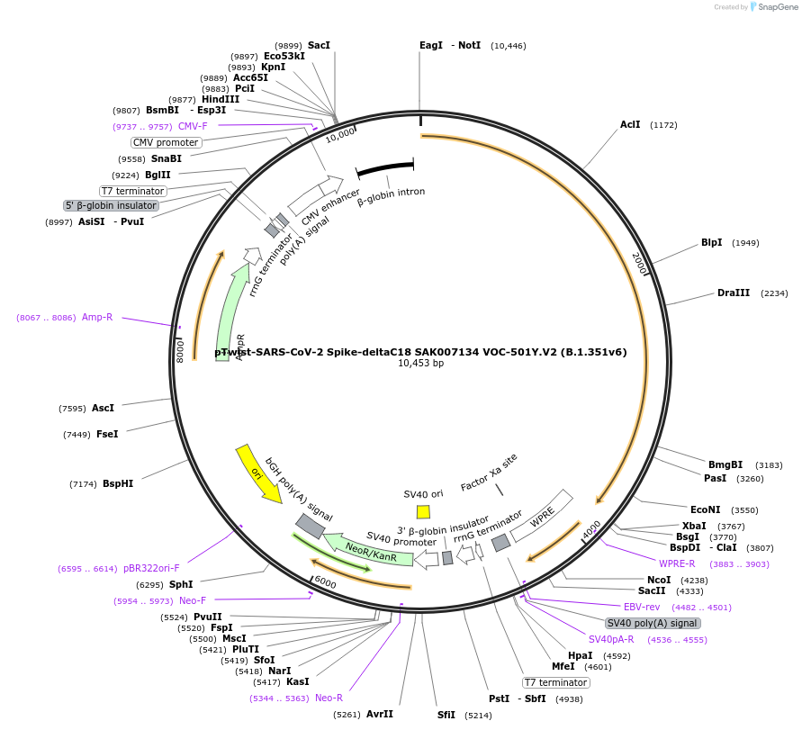 212393-plasmid-map-sequence-id-431632