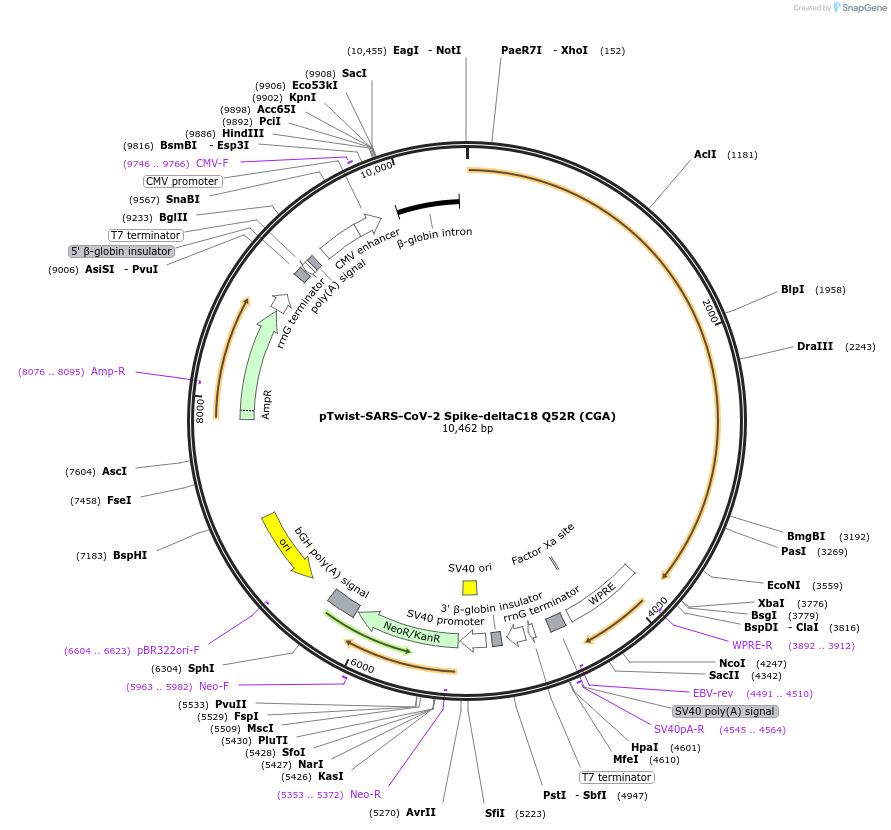 212394-plasmid-map-sequence-id-431633