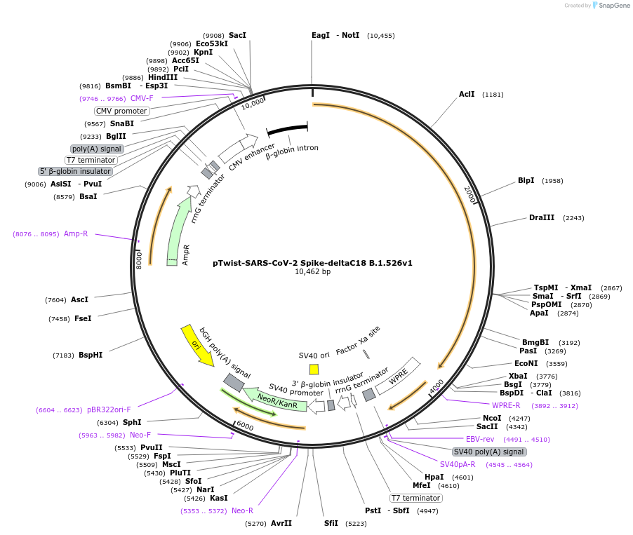 212415-plasmid-map-sequence-id-431647