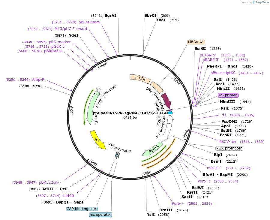 215857-plasmid-map-sequence-id-431656