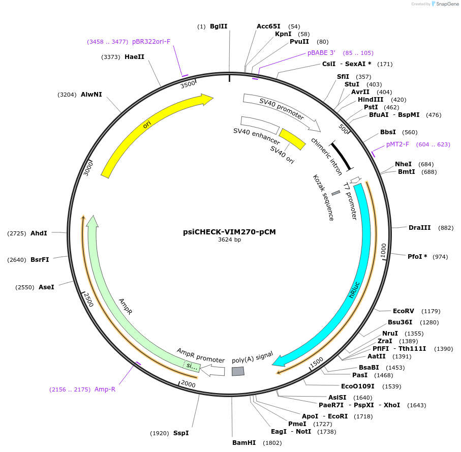 215869-plasmid-map-sequence-id-431661