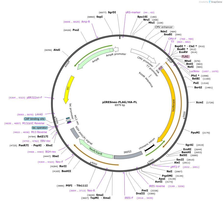 215839-plasmid-map-sequence-id-431663