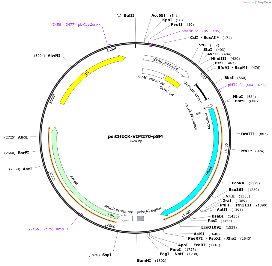 215871-plasmid-map-sequence-id-431666