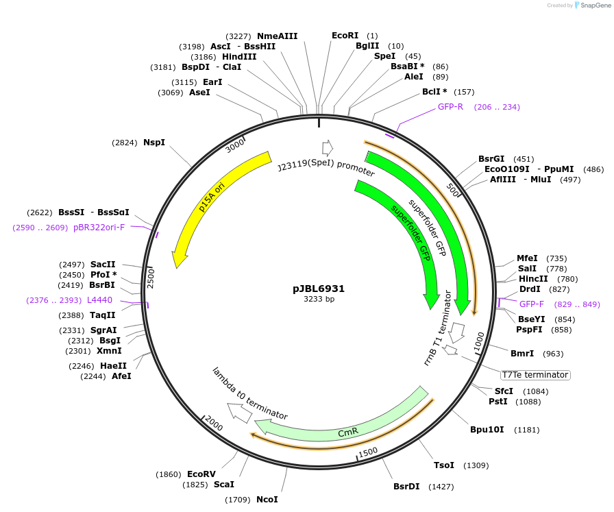 217369-plasmid-map-sequence-id-431668