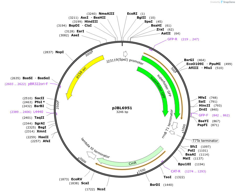 217373-plasmid-map-sequence-id-431669