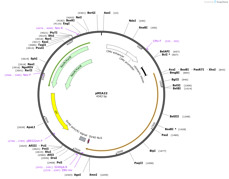 214448-plasmid-map-sequence-id-431684